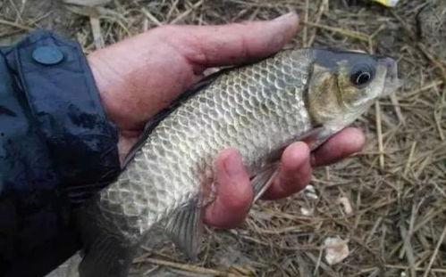 冬天野钓鲫鱼视频