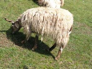 藏羊视频,高原牧场的温馨瞬间