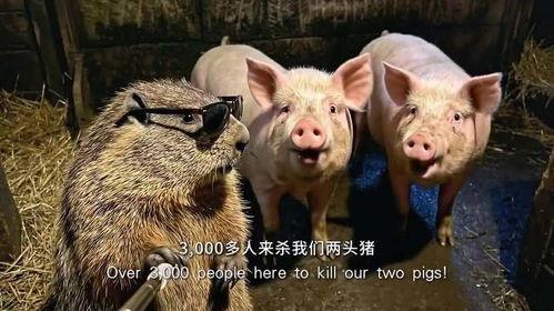 刹猪视频,揭秘猪只屠宰瞬间，引发伦理与环保思考