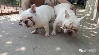 牛的交配视频,一场自然交配的视觉盛宴