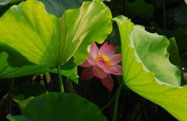 映日荷视频,探寻夏日荷塘之美